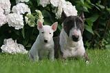 BULL TERRIER MINIATURE 164